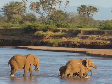 Un grupo de elefantes cruza un río en Samburu Un grupo de elefantes cruza un río en Samburu
