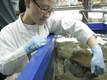 estrella de mar, bombesina, neurohormona, apetito