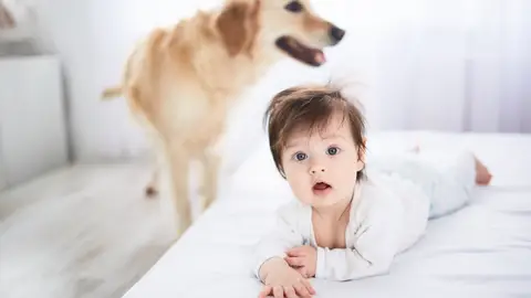 un bebé y un perro en la habitación un bebé y un perro en la habitación