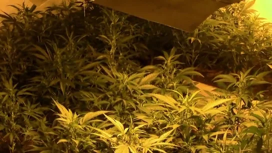 "Solo en casa de 'El Patrón' Incautaron mil macetas por valor de 300.000 euros": la primera macrooperación contra el clan de 'Los Piños' "Solo en casa de 'El Patrón' Incautaron mil macetas por valor de 300.000 euros": la primera macrooperación contra el clan de 'Los Piños'