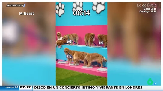 Alfonso Arús, sobre la capacidad de identificar a nuestro perro entre otros muchos: "El mío, en cinco segundos" Alfonso Arús, sobre la capacidad de identificar a nuestro perro entre otros muchos: "El mío, en cinco segundos"