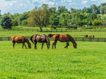 Caballos Caballos
