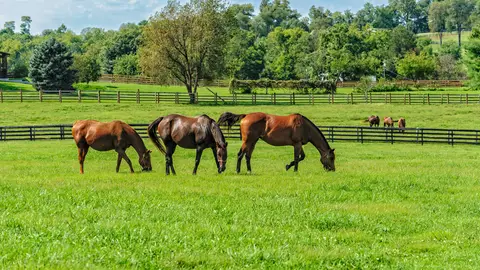 Caballos Caballos