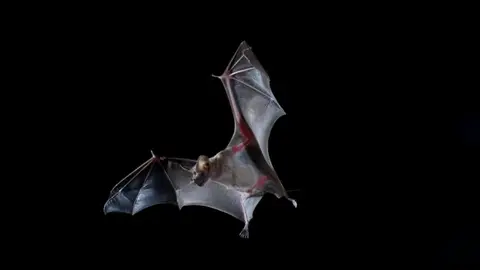 Murciélago cola de ratón (‘Rhinopoma microphyllum’). / Jens Rydell Murciélago cola de ratón (‘Rhinopoma microphyllum’). / Jens Rydell