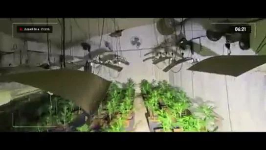 Así se vive desde dentro una detención de la Guardia Civil a "una familia normal que duerme bajo decenas de macetas de marihuana" Así se vive desde dentro una detención de la Guardia Civil a "una familia normal que duerme bajo decenas de macetas de marihuana"