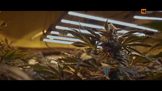 Hoy, en la nueva temporada de Apatrullando, Jalis de la Serna y su equipo de reporteros buscan 'jardineros' de marihuana Hoy, en la nueva temporada de Apatrullando, Jalis de la Serna y su equipo de reporteros buscan 'jardineros' de marihuana