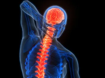 Columna vertebral Columna vertebral