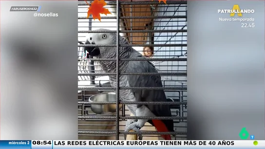 Continúa la búsqueda de Berritxu, el loro vasco influencer desaparecido desde este fin de semana: "La preocupación va en aumento" Continúa la búsqueda de Berritxu, el loro vasco influencer desaparecido desde este fin de semana: "La preocupación va en aumento"