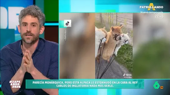 ¿Se podría tener una alpaca como mascota en España? Víctor Algra lo cuenta en Zapeando Estos animales tienen muy buen carácter y es habitual que en lugares como Australia, Estados Unidos o los países andinos la gente las tenga como mascota. Pero, ¿es posible tenerlas en España?