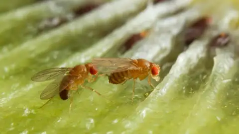 Moscas de la fruta Moscas de la fruta
