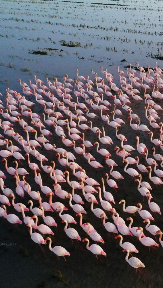 Flamencos en el estuario de Sado