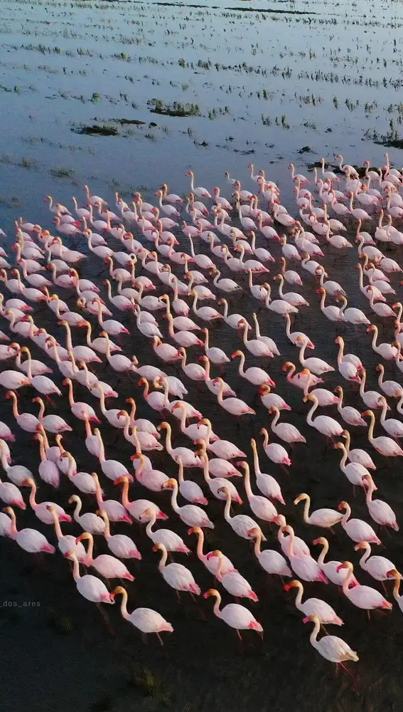 Flamencos en el estuario de Sado Flamencos en el estuario de Sado
