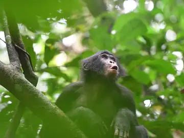 Bonobo de la comunidad Fekako Bonobo de la comunidad Fekako