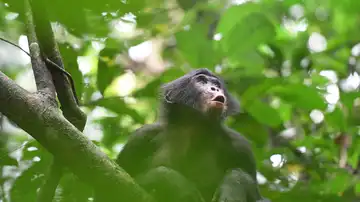 Bonobo de la comunidad Fekako Bonobo de la comunidad Fekako