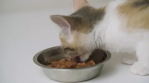 ¿Con qué frecuencia debes lavar el plato de tu mascota? Los veterinarios responden ¿Con qué frecuencia debes lavar el plato de tu mascota? Los veterinarios responden