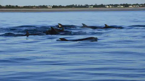 Delfines en el estuario de Sado Delfines en el estuario de Sado