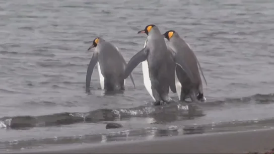 Una imagen de pingüinos Una imagen de pingüinos