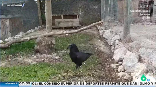 Alfonso, el cuervo que habla y arrasa en las redes sociales: "¿Qué pasa, guapa?" Alfonso, el cuervo que habla y arrasa en las redes sociales: "¿Qué pasa, guapa?"