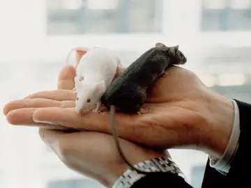 Las hormonas femeninas activan el sistema inmunitario para reducir el dolor Las hormonas femeninas activan el sistema inmunitario para reducir el dolor