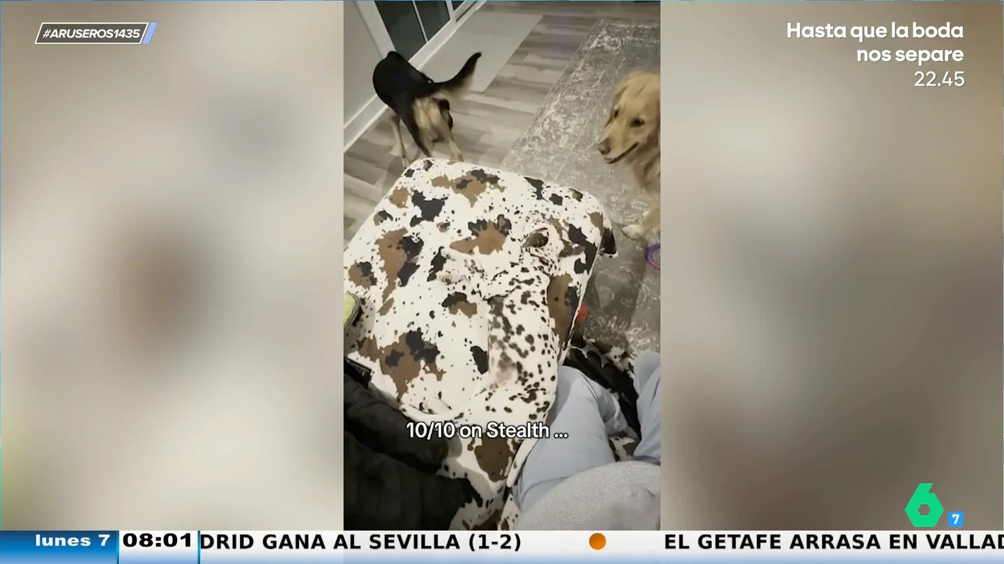 ¿Puedes encontrar al dálmata oculto? El divertido juego viral que propone Hans Arús en Aruser@s ¿Puedes encontrar al dálmata oculto? El divertido juego viral que propone Hans Arús en Aruser@s