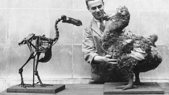 Un esqueleto de dodo, un pájaro extinto, en el Museo Nacional de Gales en Cardiff Un esqueleto de dodo, un pájaro extinto, en el Museo Nacional de Gales en Cardiff