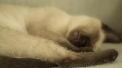 El misterio de los gatos: ¿Por qué cubren su cara al dormir? Respuesta de los expertos El misterio de los gatos: ¿Por qué cubren su cara al dormir? Respuesta de los expertos