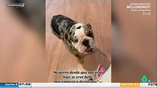 "Desde que nació mi hijo, mi perro cree que es un bebé": la sorprendente habilidad de este can para decir "ajó" "Desde que nació mi hijo, mi perro cree que es un bebé": la sorprendente habilidad de este can para decir "ajó"