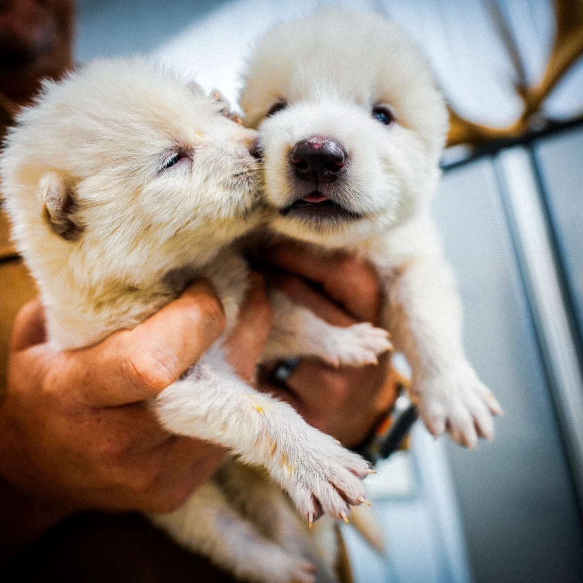 La ciencia 'revive' al lobo terrible, extinguido hace 13.000 años (y el primer animal desextinto de la historia)