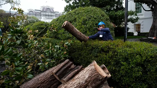 Árbol talado de la Casa Blanca. Árbol talado de la Casa Blanca.