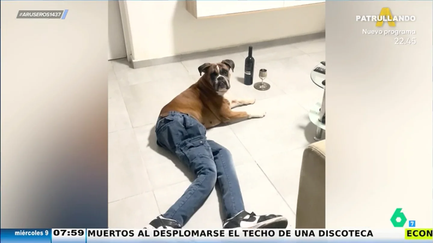 El perro que arrasa en redes por sus 'looks' y poses simulando a un modelo El perro que arrasa en redes por sus 'looks' y poses simulando a un modelo