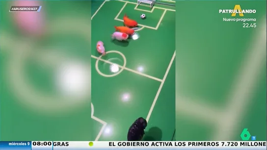 La original idea de un dueño al cambiar su acuario en un futbolín para peces La original idea de un dueño al cambiar su acuario en un futbolín para peces