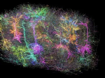 Reconstrucción en 3D del trozo de cerebro de ratón Reconstrucción en 3D del trozo de cerebro de ratón