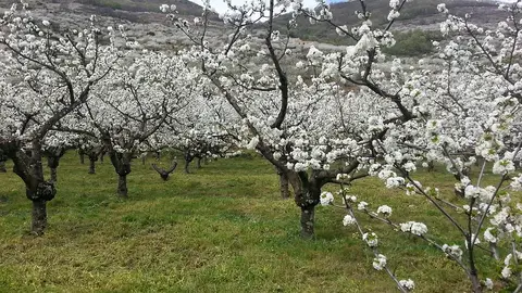 Cerezos en flor Cerezos en flor