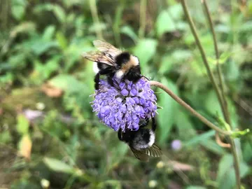 abejorros, extinción abejorros, extinción