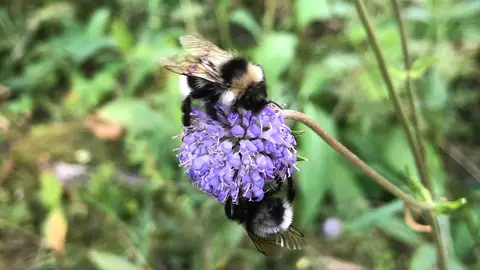 abejorros, extinción abejorros, extinción