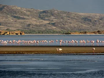 Flamencos en el Lago Natron Flamencos en el Lago Natron