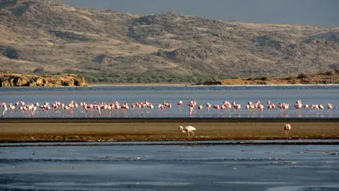 Flamencos en el Lago Natron Flamencos en el Lago Natron