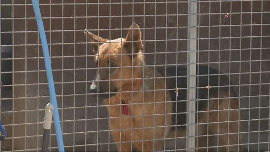 Uno de los animales que refugia la protectora valenciana Modepran Carlet. Uno de los animales que refugia la protectora valenciana Modepran Carlet.