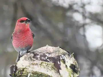 Hallan restos de un ave boreal desaparecida de Tarragona hace 24 000 anos Hallan restos de un ave boreal desaparecida de Tarragona hace 24 000 anos