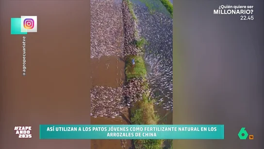 Pastoreo de patos, el método ancestral que "hoy está revolucionando el cultivo de arroz": "Es simple y brillante" Francisco Cacho explica qué es el pastoreo de patos en los arrozales de China y Japón, una técnica milenaria que sirve como muestra de que "la naturaleza y la agricultura puede ser sostenible".