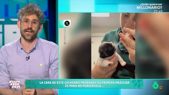 ¿Tu mascota se resiste a tomar medicinas? Estos trucos de Víctor Algra pueden ayudarte ¿Tu mascota se resiste a tomar medicinas? Estos trucos de Víctor Algra pueden ayudarte