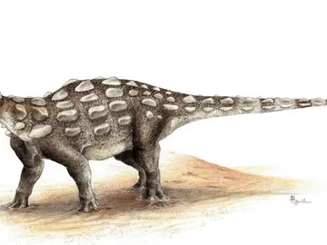 Dinosaurio anquilosáurido acorazado Dinosaurio anquilosáurido acorazado