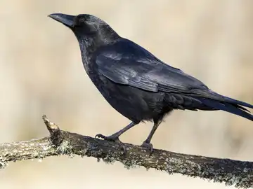 Las cornejas distinguen formas geometricas irregulares igual que los humanos Las cornejas distinguen formas geometricas irregulares igual que los humanos