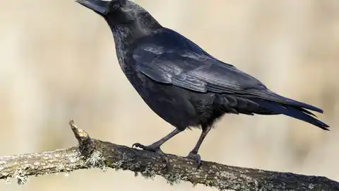 Las cornejas distinguen formas geometricas irregulares igual que los humanos Las cornejas distinguen formas geometricas irregulares igual que los humanos