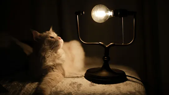 Un gato, observando una bombilla Un gato, observando una bombilla