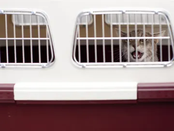 Mascota dentro de su transportín Mascota dentro de su transportín