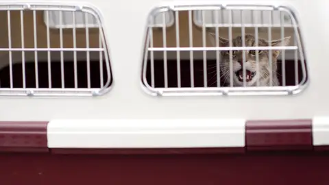 Mascota dentro de su transportín Mascota dentro de su transportín