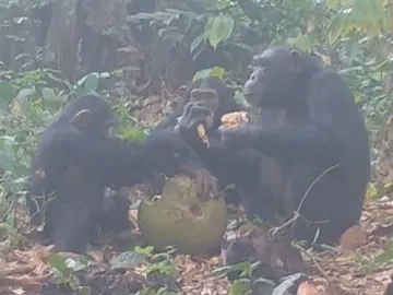 Chimpancés compartiendo fruta Chimpancés compartiendo fruta