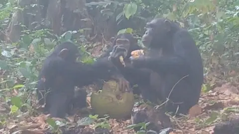 Chimpancés compartiendo fruta Chimpancés compartiendo fruta