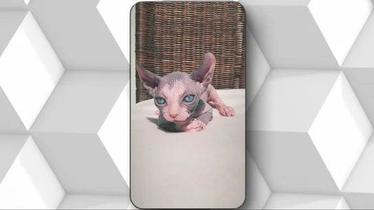 Te envían fotos de mascotas adorables… pero todo es mentira: la nueva estafa que engaña con ilusiones Te envían fotos de mascotas adorables… pero todo es mentira: la nueva estafa que engaña con ilusiones